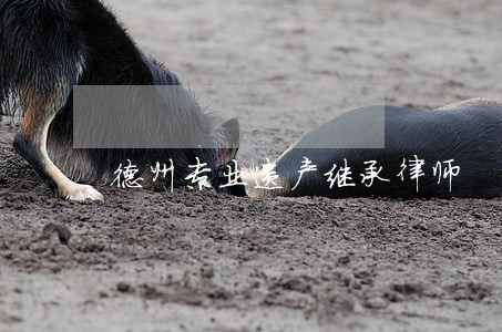 德州专业遗产继承律师