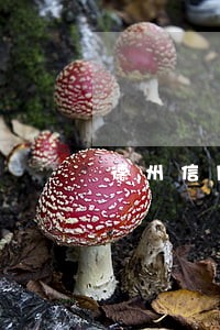 德州信用卡逾期