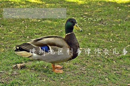 德州地区刑事律师会见事务所 德州地区刑事律师会见事务所
