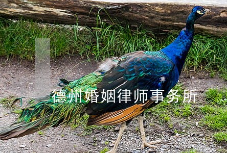 德州婚姻律师事务所 德州婚姻律师事务所