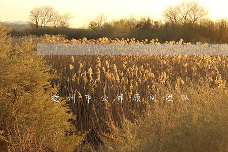 德州市公律顾问团队 德州市公律顾问团队