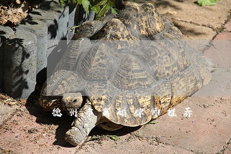 德州市离婚律师推荐 德州市离婚律师推荐