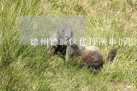 德州德城区代理刑事诉讼律师地址 德州德城区代理刑事诉讼律师地址