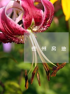 德州房地产纠纷律师推荐 德州房地产纠纷律师推荐
