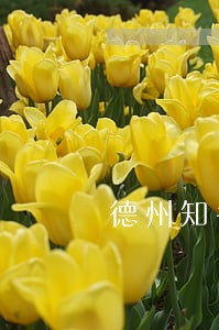 德州知名刑事律师免费咨询 德州知名刑事律师免费咨询