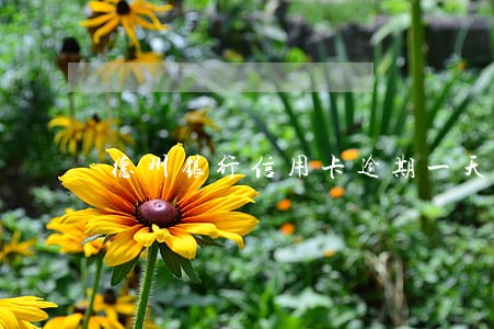 德州银行信用卡逾期一天会怎样 德州银行信用卡逾期一天会怎样