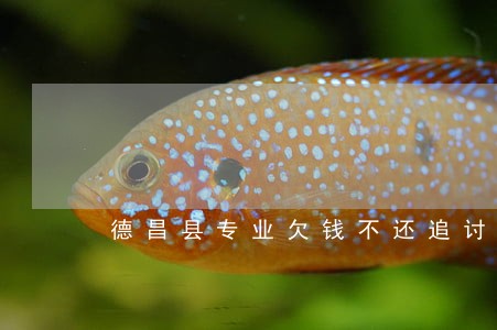 德昌县专业欠钱不还追讨律师 德昌县专业欠钱不还追讨律师