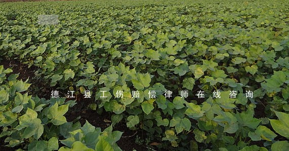 德江县工伤赔偿律师在线咨询 德江县工伤赔偿律师在线咨询