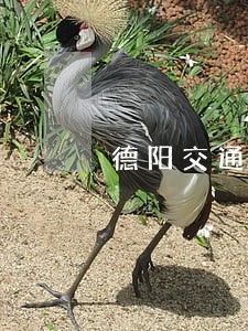 德阳交通违法处理 德阳交通违法处理