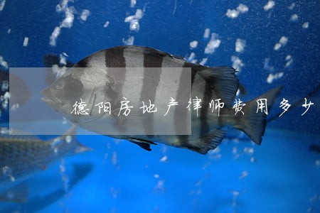 德阳房地产律师费用多少 德阳房地产律师费用多少