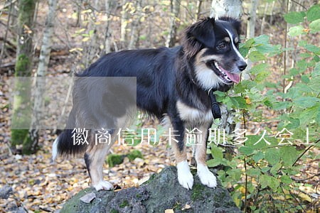 徽商信用卡逾期多久会上征信 徽商信用卡逾期多久会上征信