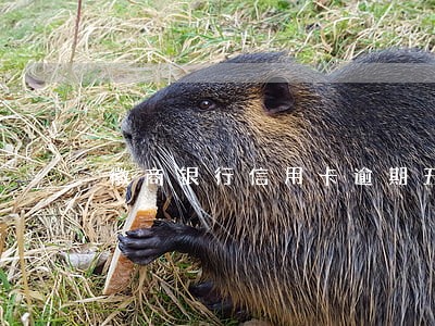 徽商银行信用卡逾期五天 徽商银行信用卡逾期五天