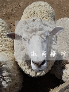 徽商银行信用卡逾期停用