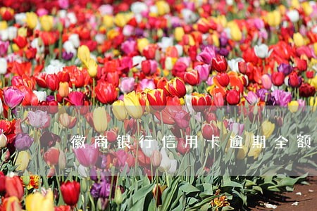 徽商银行信用卡逾期全额还款 徽商银行信用卡逾期全额还款