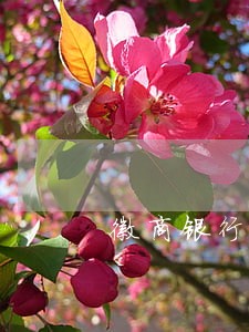 徽商银行信用卡逾期怎么收费