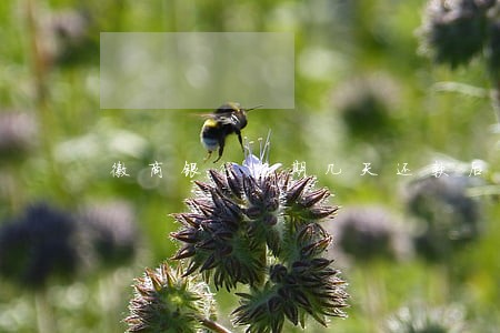 徽商银行逾期几天还款后果 徽商银行逾期几天还款后果