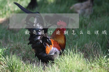 徽商银行逾期怎么处理钱
