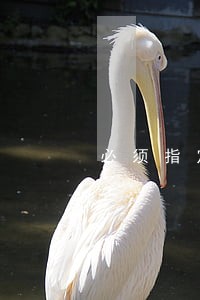 必须指定律师 必须指定律师