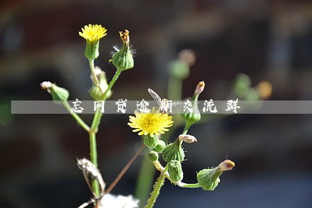 忘网贷逾期交流群 忘网贷逾期交流群