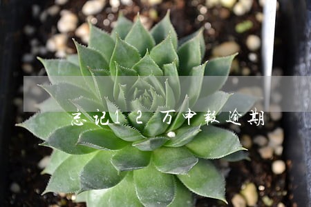 忘记12万申报逾期 忘记12万申报逾期