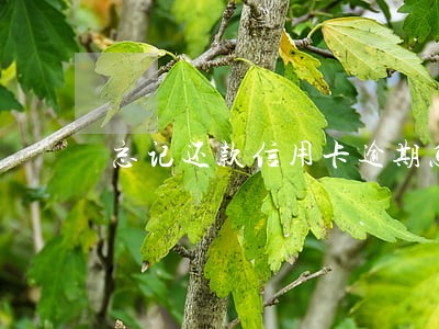忘记还款信用卡逾期怎么办 忘记还款信用卡逾期怎么办