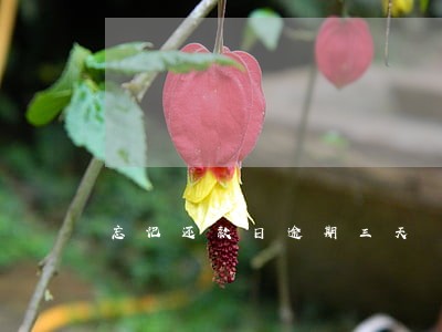 忘记还款日逾期三天 忘记还款日逾期三天