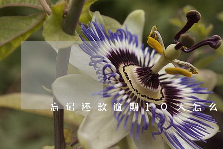 忘记还款逾期10天怎么办 忘记还款逾期10天怎么办