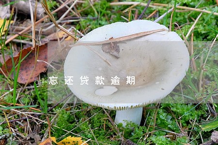 忘还贷款逾期 忘还贷款逾期
