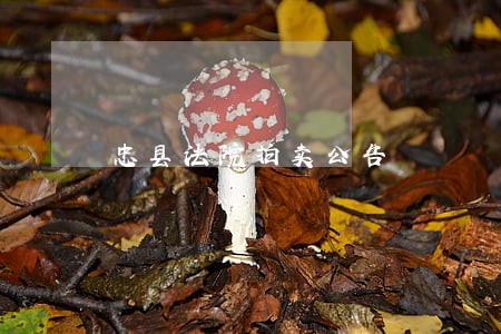 忠县法院拍卖公告 忠县法院拍卖公告