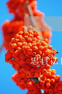 忠县法院新立法庭电话是多少