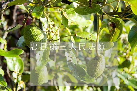 忠县第三人民法庭 忠县第三人民法庭