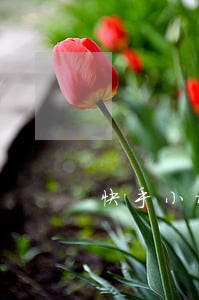 快手小橙子爸爸为什么要离婚 快手小橙子爸爸为什么要离婚