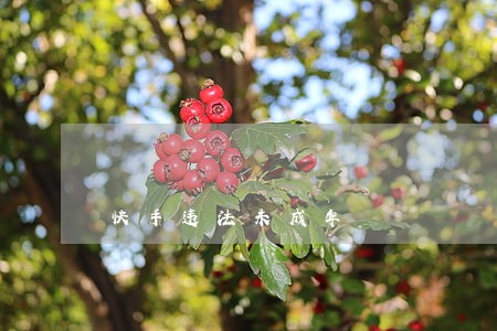 快手违法未成年