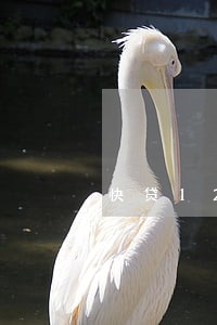 快贷12点以前还款算逾期吗