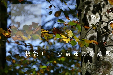 快贷12点前还款算逾期吗