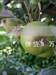 快贷5万已逾期 快贷5万已逾期