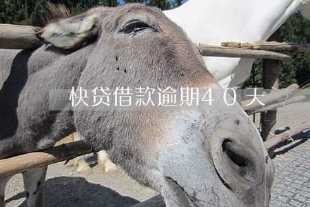 快贷借款逾期40天 快贷借款逾期40天
