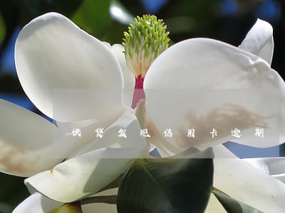 快贷发现信用卡逾期 快贷发现信用卡逾期