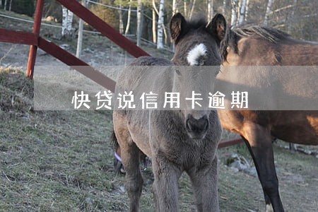 快贷说信用卡逾期 快贷说信用卡逾期