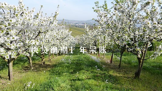快贷逾期1年呆账 快贷逾期1年呆账