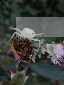 快贷逾期一天利息100 快贷逾期一天利息100