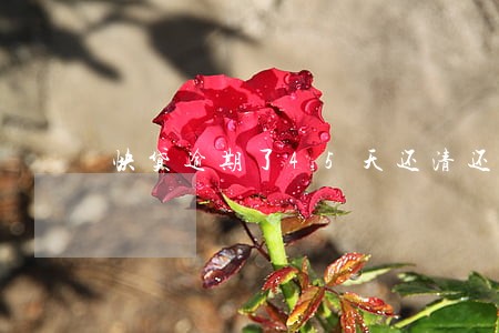 快贷逾期了45天还清还能借不 快贷逾期了45天还清还能借不
