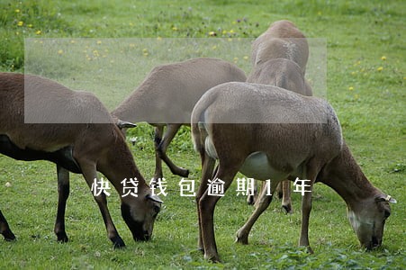 快贷钱包逾期1年 快贷钱包逾期1年