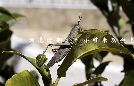 快递逾期24小时未取会怎么办 快递逾期24小时未取会怎么办