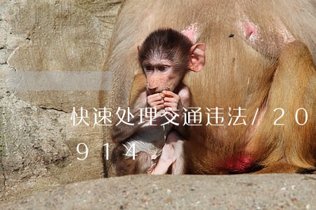 快速处理交通违法/2023020262914 快速处理交通违法/2023020262914
