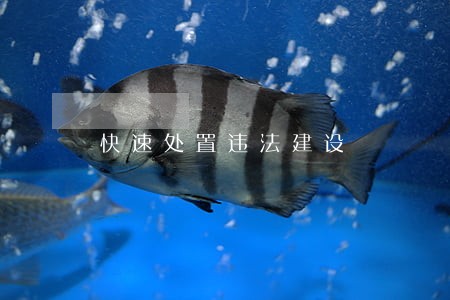 快速处置违法建设 快速处置违法建设
