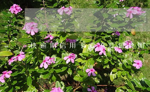 快逾期信用卡要不要做分期 快逾期信用卡要不要做分期