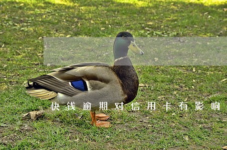 快钱逾期对信用卡有影响吗