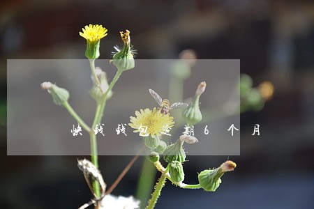 快钱钱包逾期6个月 快钱钱包逾期6个月
