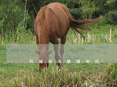 忻城县大塘镇电话
